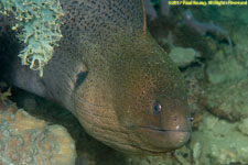 moray eel closeup